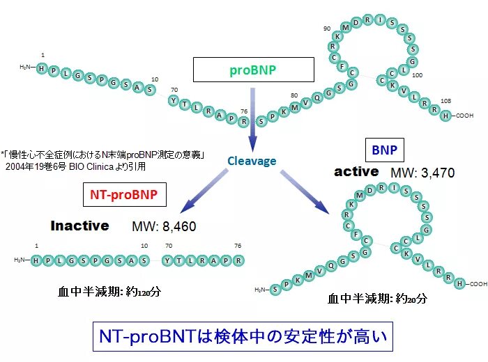 Анализ nt probnp норма по возрасту таблица Фотографии NT PROBNP ПОВЫШЕН