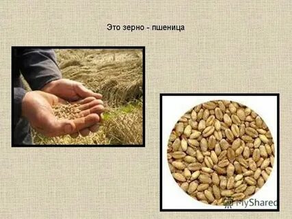 Рабочие листы путь зерна 4 класс