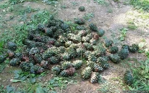 Почему шишки назвали шишками