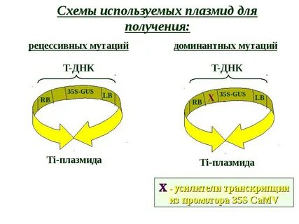 35 днк