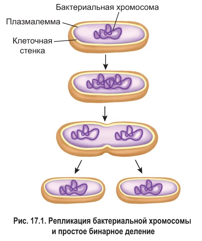 Прямым бинарным делением клетки