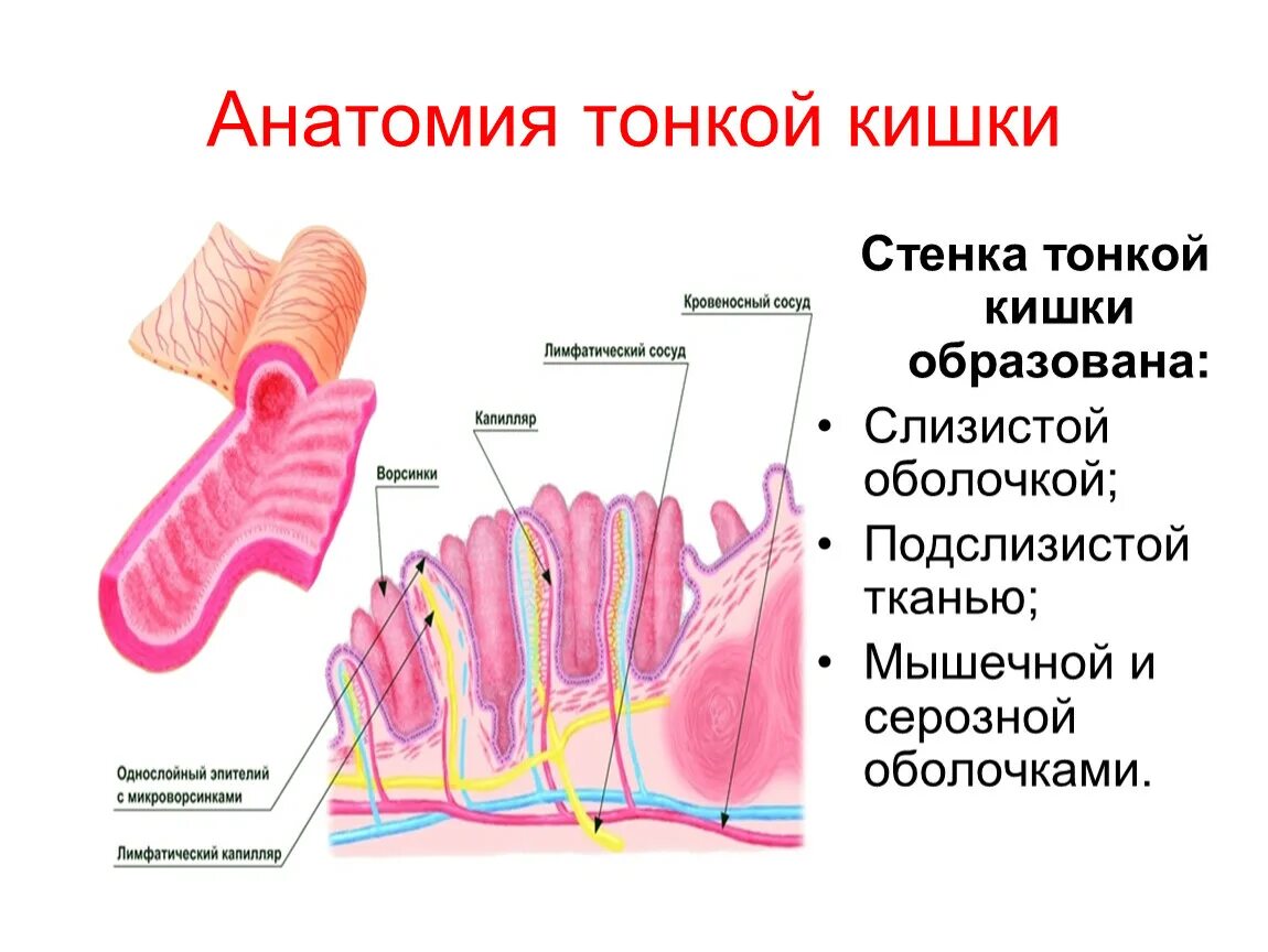Тонкая кишка анатомия строение. Анатомические структуры тонкого кишечника. Внутреннее строение тонкого кишечника человека. Кишечник строение тонкой кишки. Признаки тонкой кишки