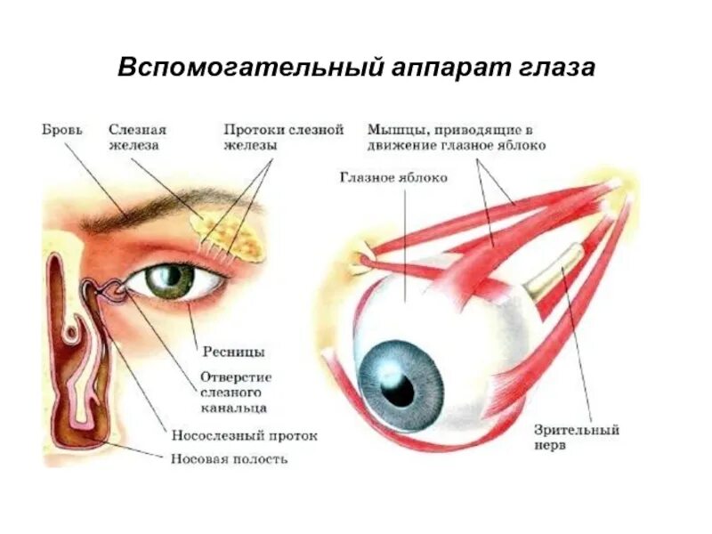 Вспомогательный аппарат глаза слезный аппарат глаза. Вспомогательный аппарат глаза защитный аппарат таблица. Строение вспомогательного аппарата глаза. Строение и функции вспомогательного аппарата глаза. Глаз глазное яблоко вспомогательный аппарат