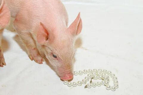 Cast pearls before swine