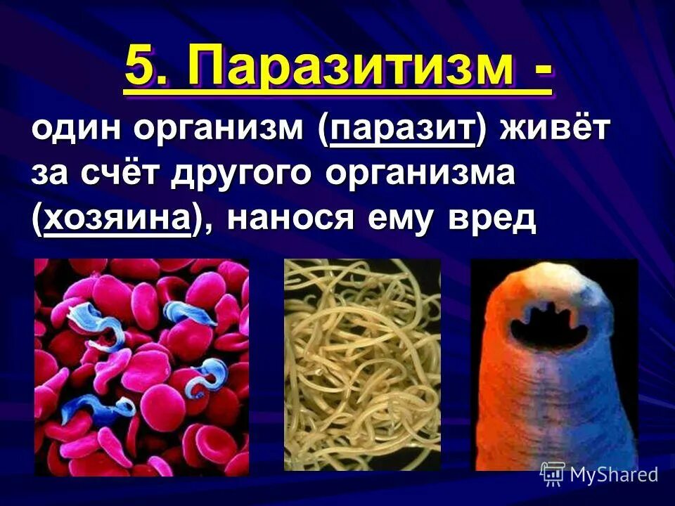 Будьте другом своему организму. Организмы живущие в других организмах. Организмы обитающие в других организмах. Обитающие в телах других организмов.