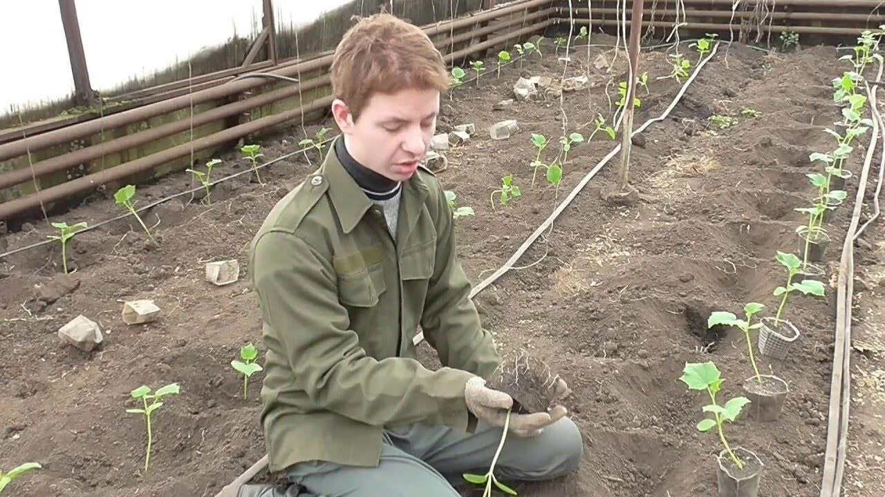 Можно ли посеять огурцы. Огурцы в теплице. Посадка рассады в теплицу. Высадка рассады огурцов в теплицу. Высаживание рассады огурцов.