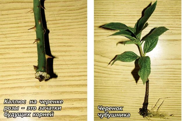 Что делать если не дает листа
