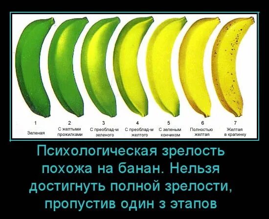 Как определить зрелость человека. Зрелость в психологии. зрелость банана. психологическая зрелость иллюстрации. стадии зрелости в психологии.