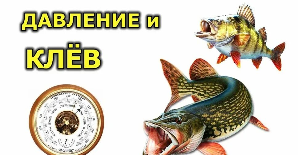 Какое давление должно быть для рыбалки летом. Давление для рыбалки. атмосферное давление для рыбалки. давление для рыбы летом. благоприятное давление для рыбалки.