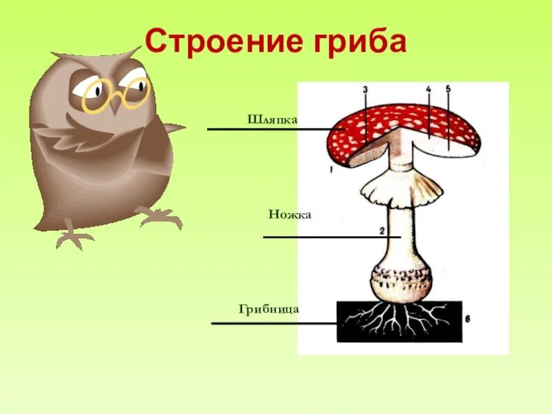 Что такое грибница 3 класс окружающий. Строение шляпки гриба. царство грибов 3 класс. окружающий мир в царстве грибов. строение гриба егэ.
