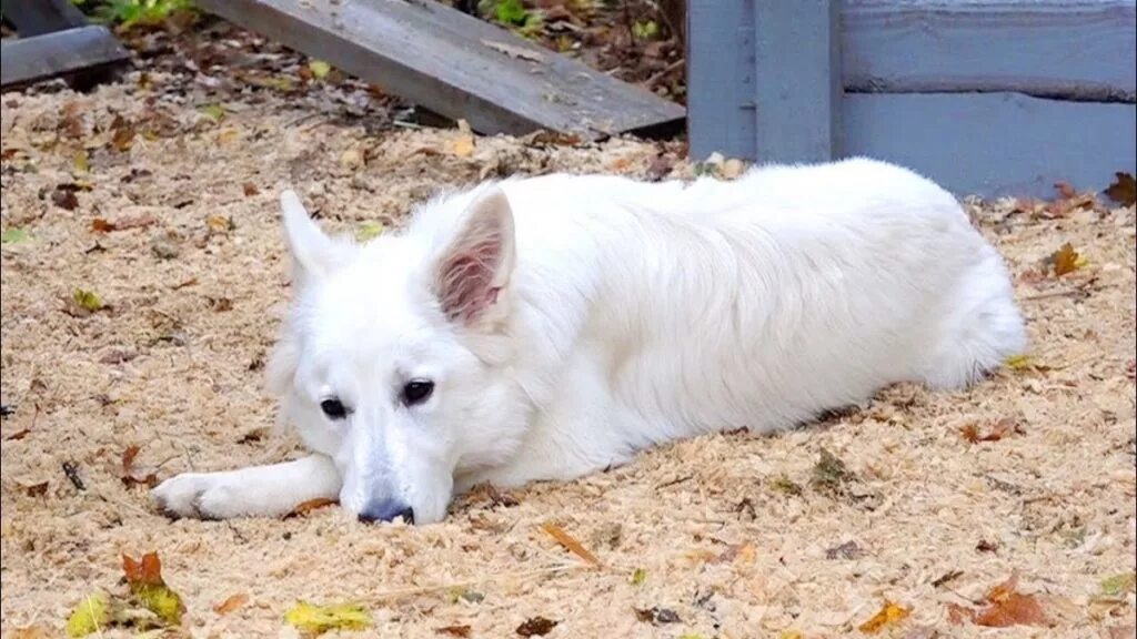 Канадская овчарка белая фото Stomach Worm Infection (Physalopterosis) in Dogs PetMD