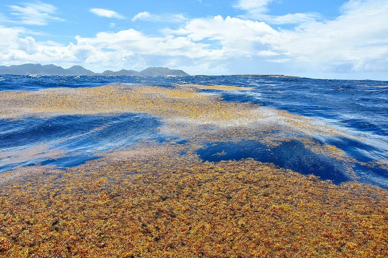 Саргассово какой океан. Саргассово море. Саргассово море водоросли. Саргасса бурая водоросль. Саргассы в Саргассовом море.