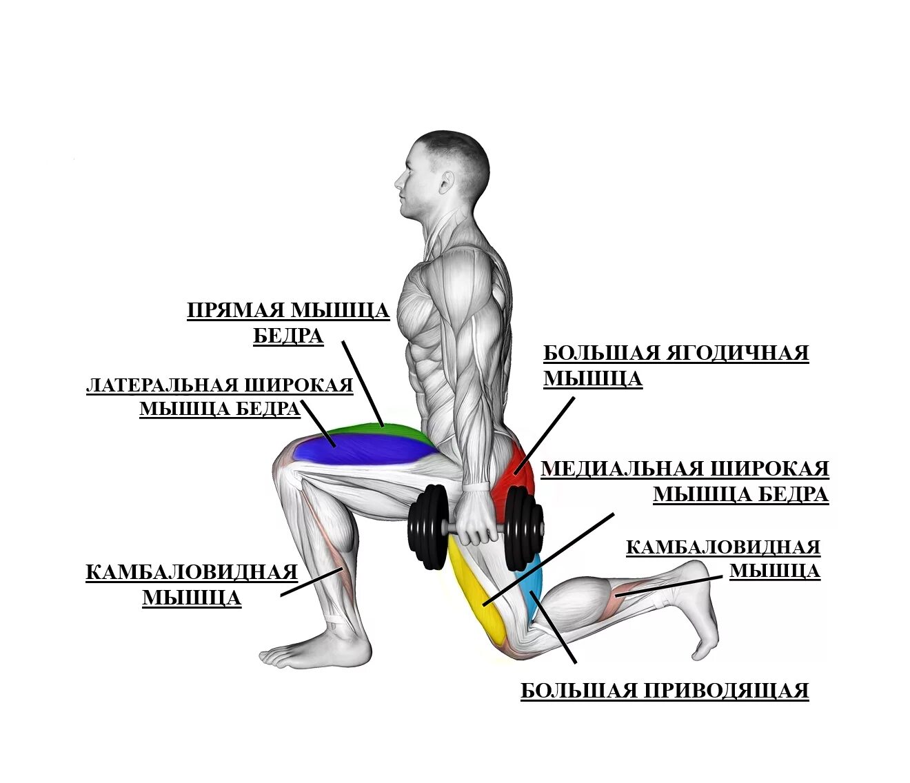 Какие мышцы самые. Выпады группы мышц. Выпады какие мышцы работают. Мышцы задействованные при выпадах. Выпады с гантелями мышцы.