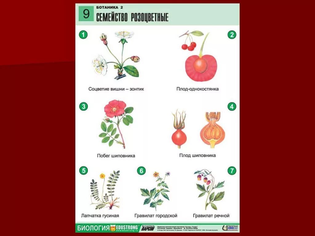 Контрольная по биологии семейства. Соцветие вишни. Презентация по биологии 6 класс семейства класса двудольные. Вишня двудольное растение. Вишня однодольное или двудольное.
