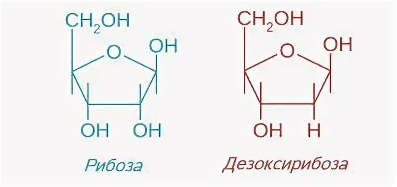 Сахар дезоксирибоза. Молекула дезоксирибозы. Рибоза и дезоксирибоза различаются между собой. Рибоза и дезоксирибоза. Сахар рибоза