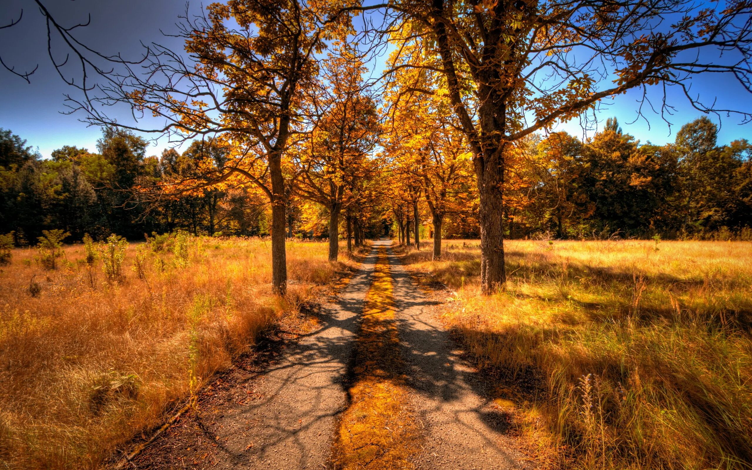 Осень без людей. Осенний пейзаж. Осенний лес обои на рабочий стол. Пейзаж с деревьями. Пейзаж ранняя осень.