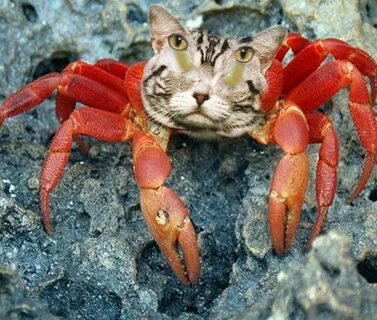 Крабики котики