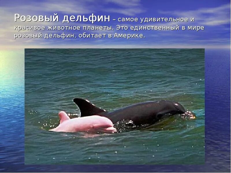 Розовый Дельфин. Розовые дельфины. Необычные животные и их описание. Розовый Дельфин интересные факты. Впр текст про дельфинов