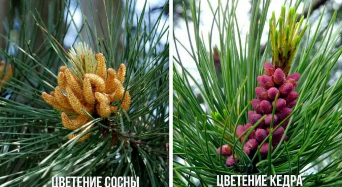 ✅ Fruit 2025