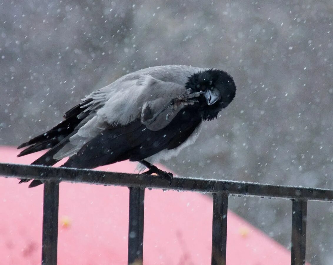 Так ли плохо быть вороной 103. Так ли плохо быть вороной 103. Огромные вороны. Смешной ворон. Так ли плохо быть вороной 103.