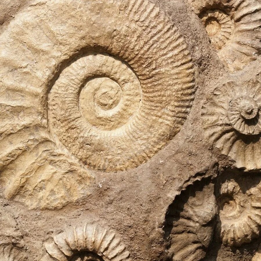 Окаменелости это. Fossil Shell окаменелость. Ископаемые окаменелости Наутилус. Аммонит моллюск. Палеонтология окаменелости.