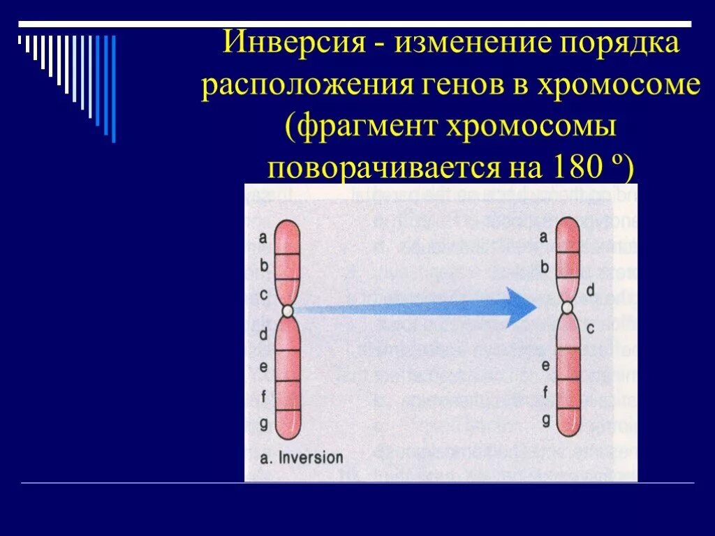 Инверсия хромосом. Изменение порядка расположения генов на хромосоме это. Инверсия генов. Фрагмент хромосомы. Удвоение генов в хромосоме