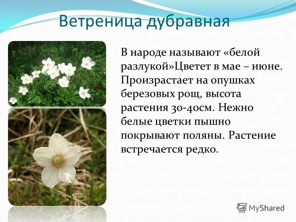 Растение ветреница дубравная. Почему растения белые. Сообщение о стебле. Первоцветы ветреница. Какие цветы растут в лесах.