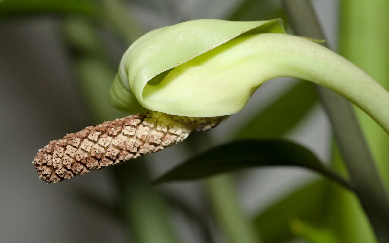 Замиокулькас цветет. Замиокулькас цветок цветет. Zamioculcas zamiifolia цветение. Замиокулькас долларовое дерево. Замиокулькас цветение примета