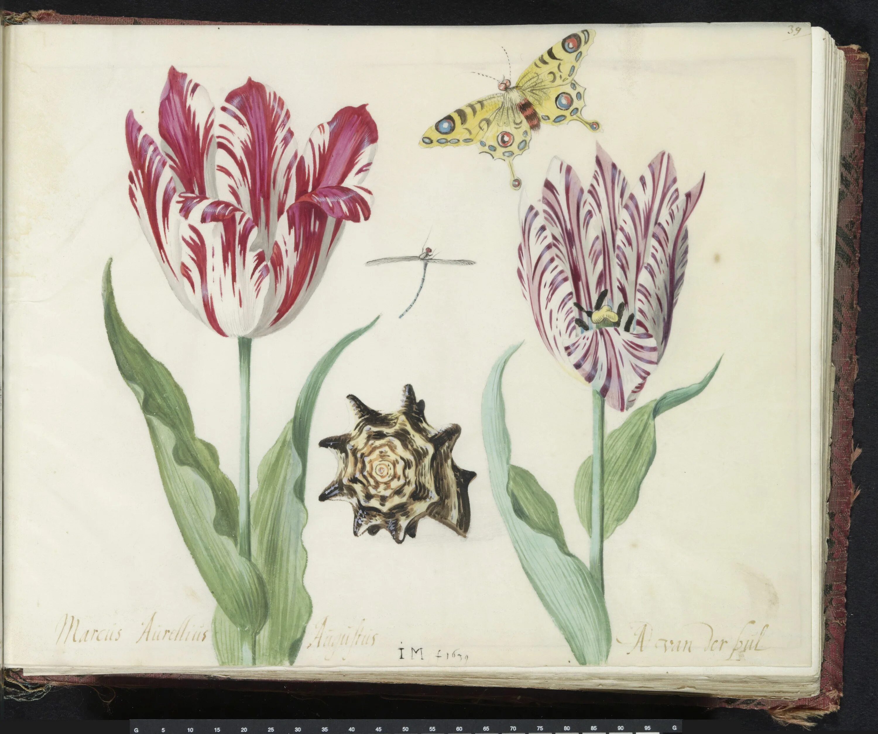 Ботаническая иллюстрация тюльпан. Тюльпаны Джейкоба Маррель. Современная Ботаническая живопись. Тюльпан ботаника