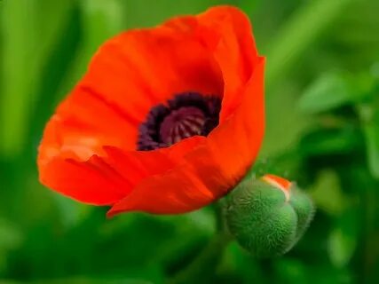 Poppy plant