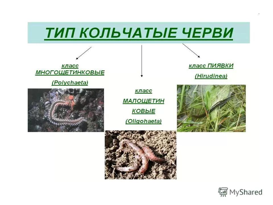 Обоеполые черви. Тип кольчатые черви класс. Тип кольчатые черви симметрия.