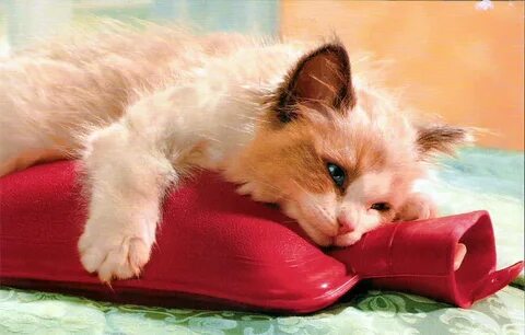 Котенок болеет