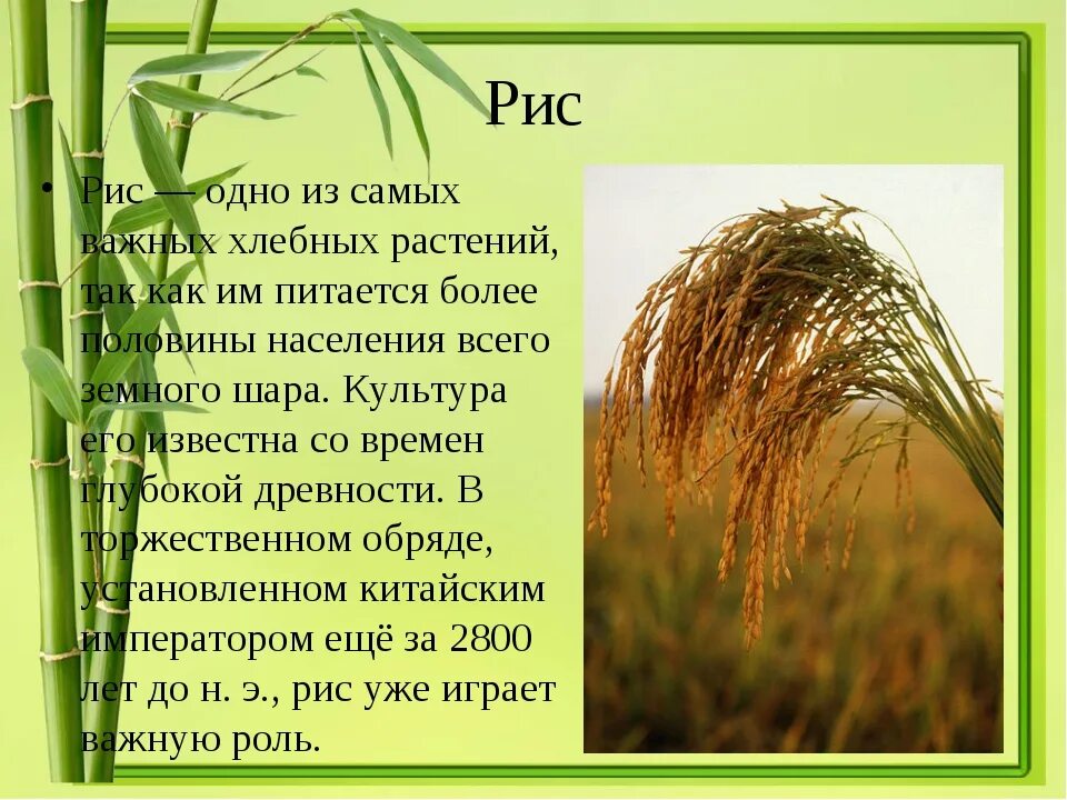 Сообщение на тему культурные сельскохозяйственные растения. Рис семейство злаковые. Культурные злаковые растения. Зерновые культуры семейства злаковых. Сообщение о злаковых растениях.