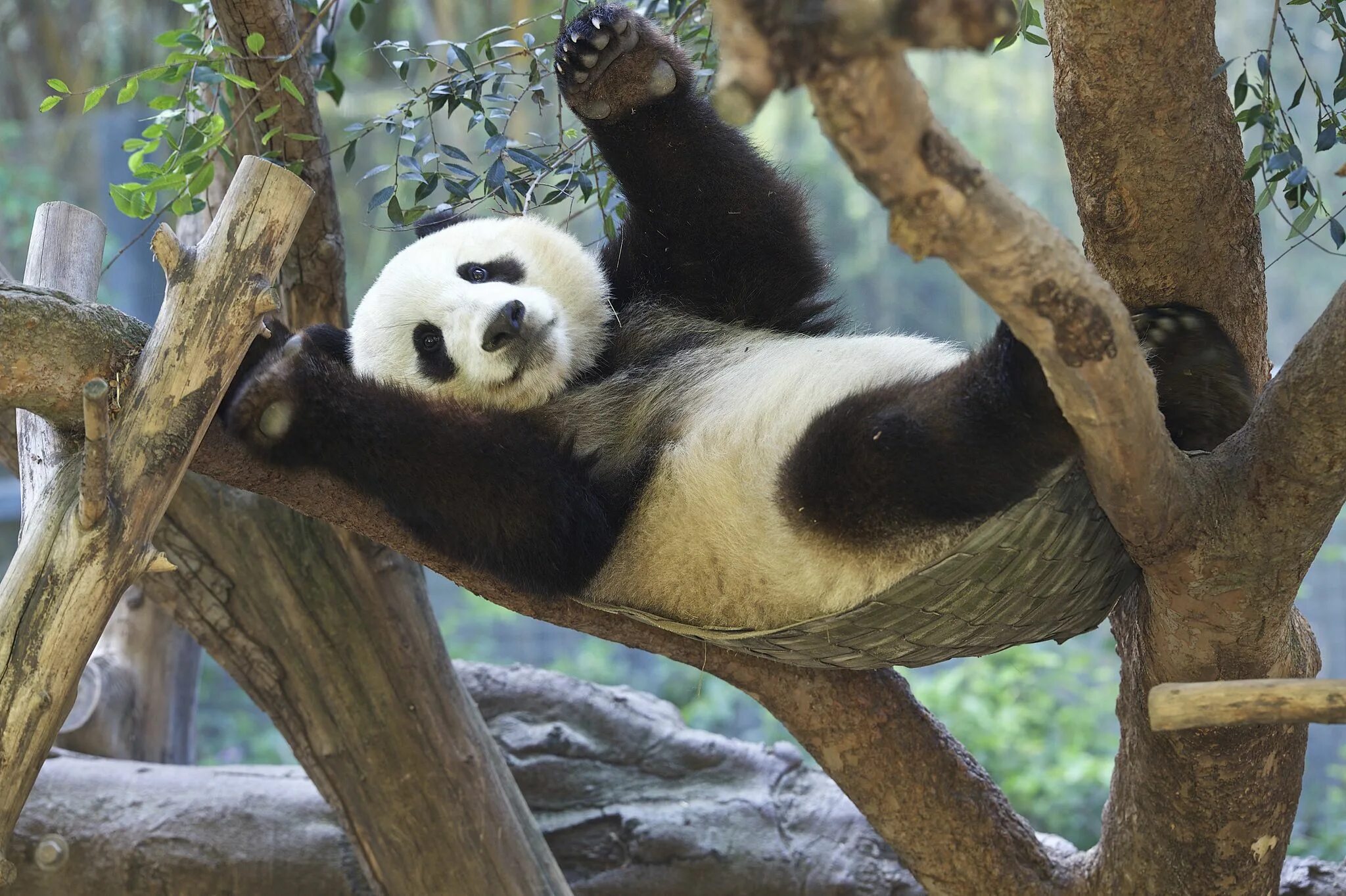 Pandas item