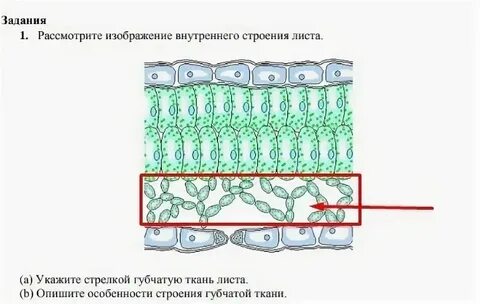 Какие ткани столбчатые