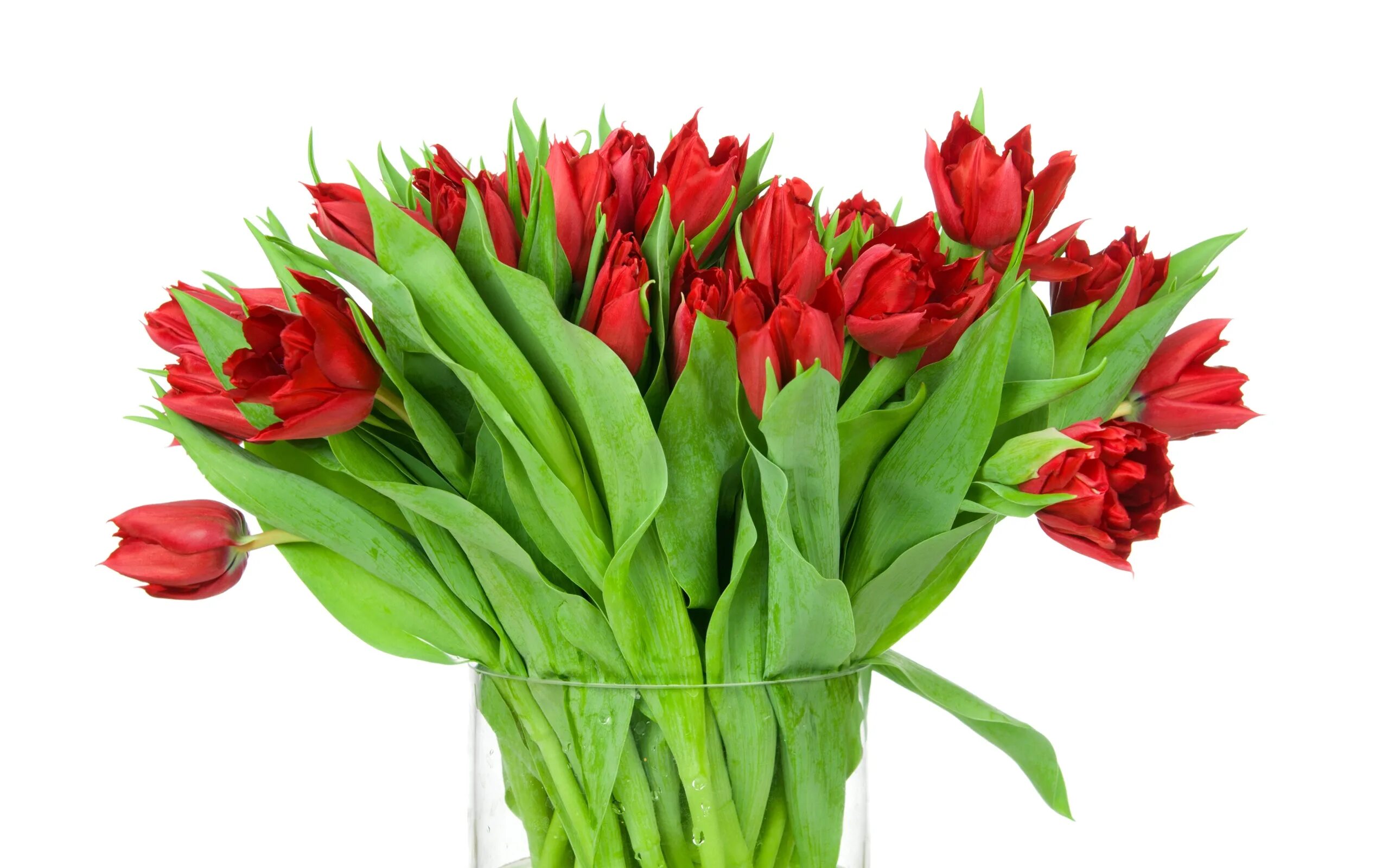 3 красных тюльпана. Тюльпан Red Bouquet. Букет 35 красных тюльпанов. Красные тюльпаны. Тюльпаны на белом фоне.