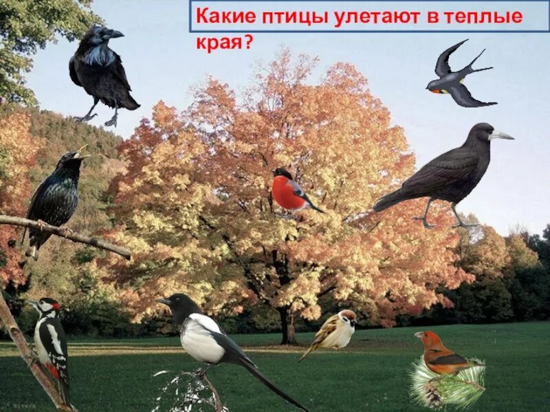 До встречи весной: птицы начали улетать на зимовку