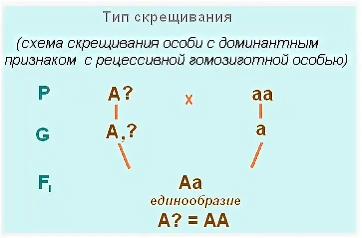 Анализирующее скрещивание сцепленное с полом. Типы скрещивания.