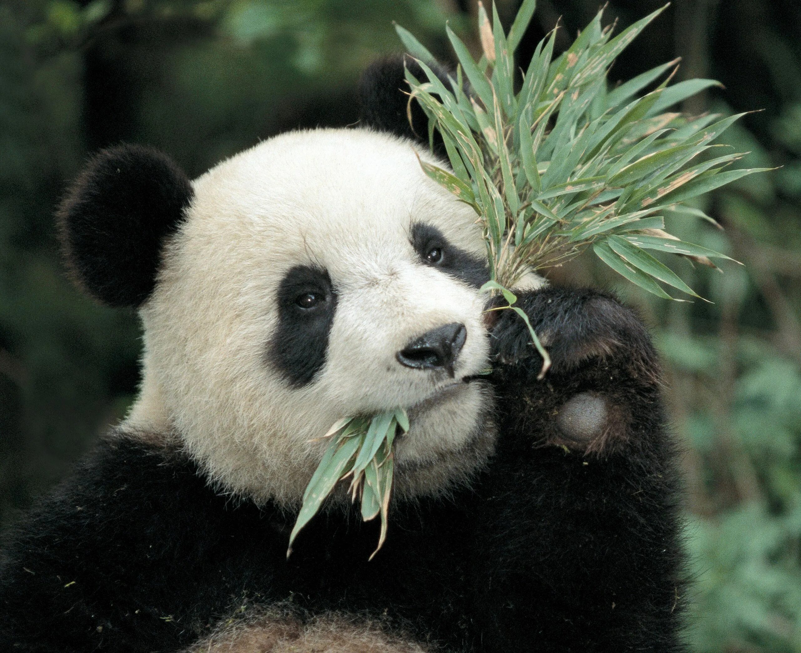 панда ест бамбук. гигантская панда ест бамбук. панда на бамбуке. панда ест бамбук. бамбуковые панды китайские.