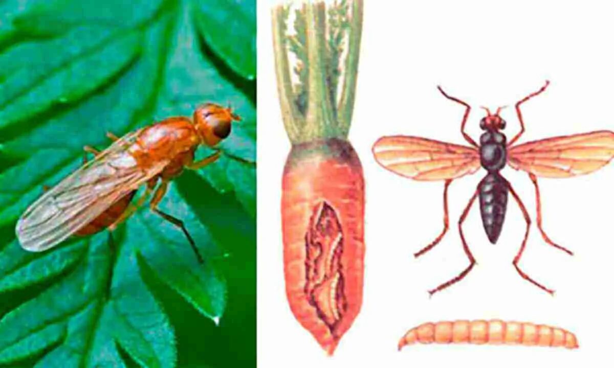 Борьба с мухами на грядках. Ловушки для морковной мухи. Морковная Муха Psila Rosae. Борьба с морковной мухой. Муха морковная вредоносность.