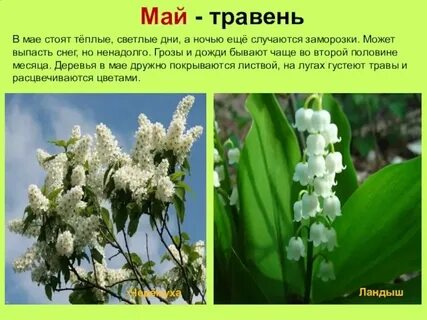 Май сообщение
