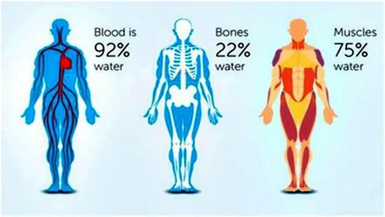 Распределение воды в организме человека. Мышцы состоят из воды. Насколько мышцы состоят из воды. Схема распределения воды в организме.
