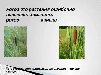 Жизненная форма рогоза