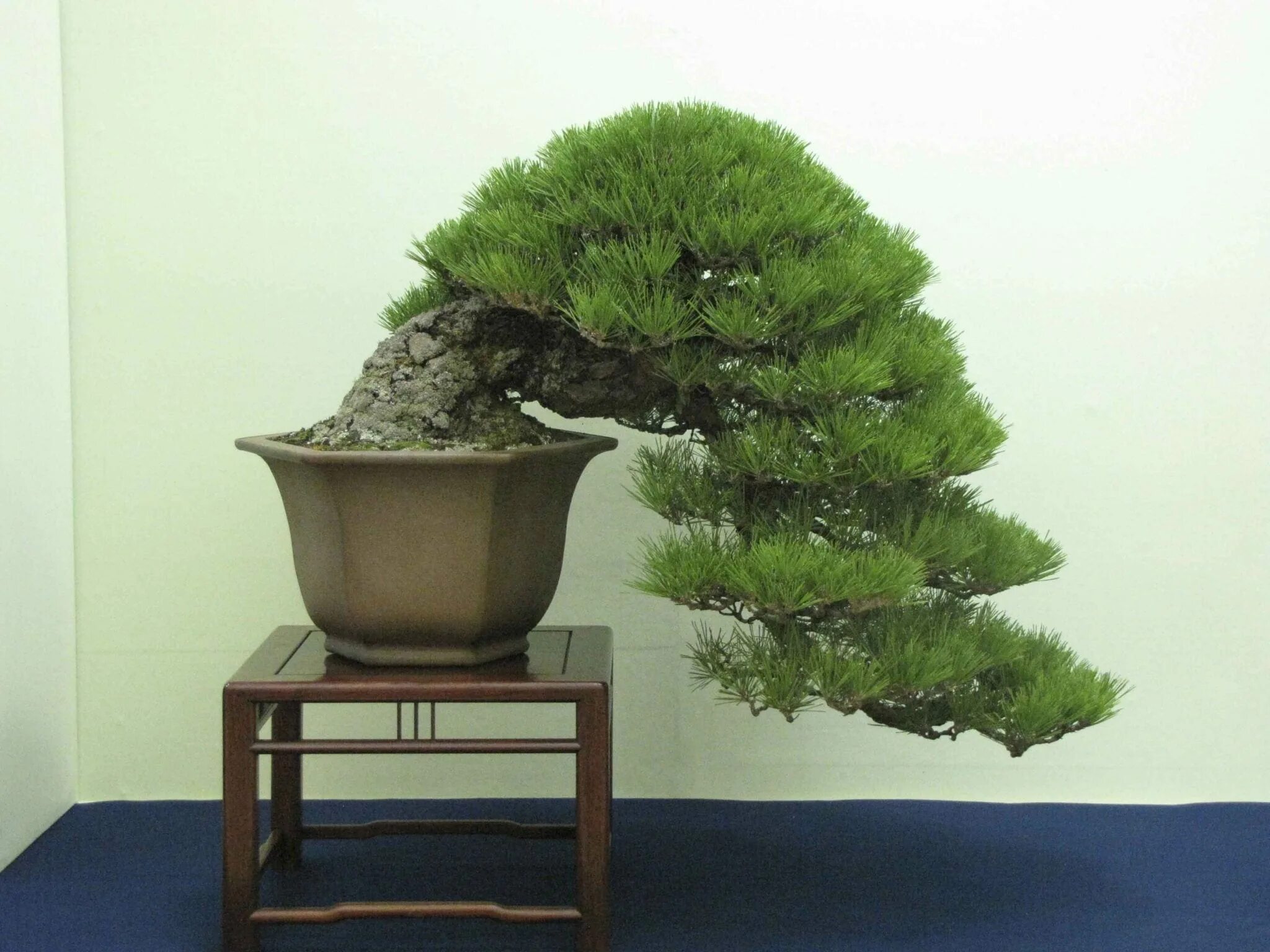 Кэнгай ниваки. Дерево Pine Bonsai. Сосна Бунге бонсай.