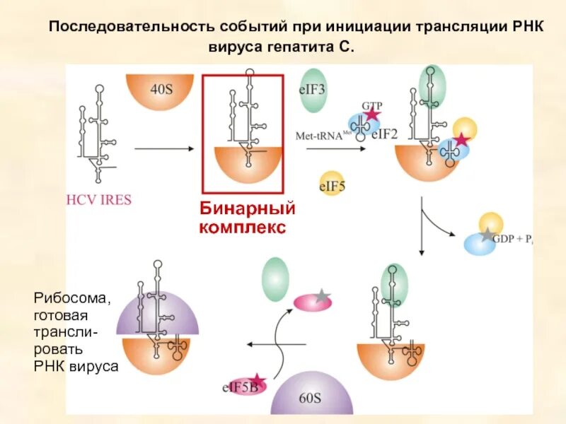 Последовательность процессов инициации трансляции. Инициация трансляции последовательность. Последовательность процессов при трансляции. Инициация биохимия.