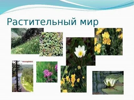 Растительный мир разных районов земли