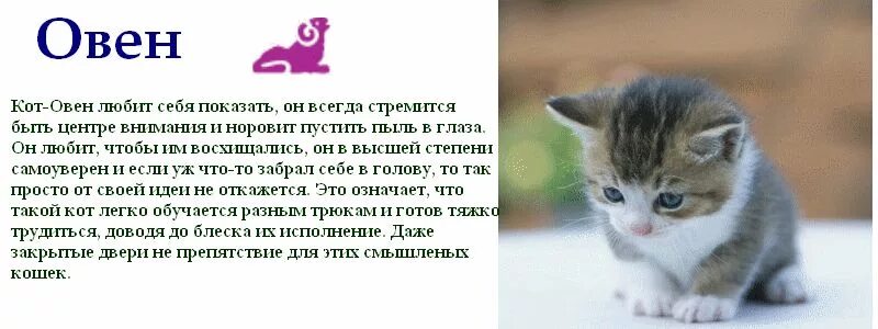 Гороскоп кошек. Породистые кошки по знакам зодиака. Кошка по знаку зодиака Овен. Гороскоп кот Овен. Женщины рожденные в год кролика