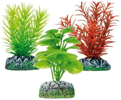 Plant aqua