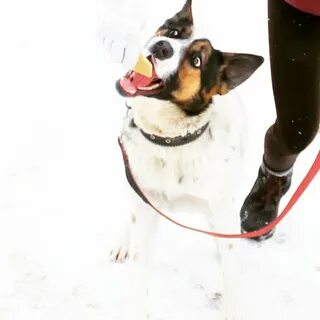 Собака варя