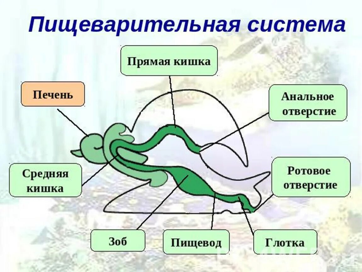 Пищеварительная система брюхоногих моллюсков. Пищеварительная система моллюсков схема. строение пищеварительной системы брюхоногих. пищеварительная система головоногих моллюсков.